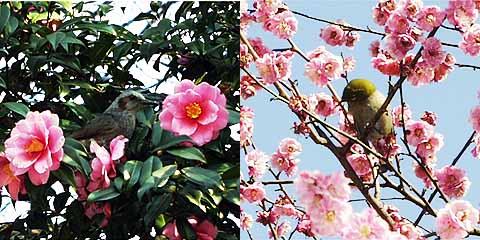 ウメとメジロ（東京）