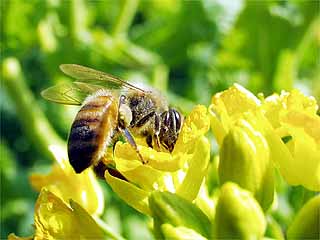 ミツバチ（房総）