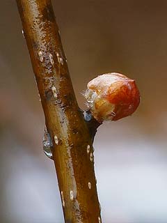 ダンコウバイの冬芽