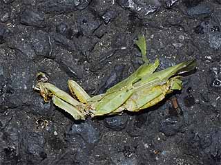 あるカマキリの死（東京）