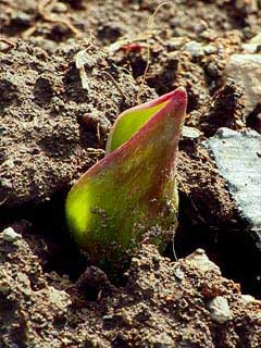 チューリップの芽