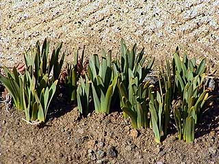 スイセンの芽吹き