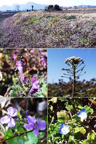 春の野草