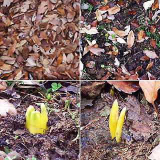 落ち葉をどける