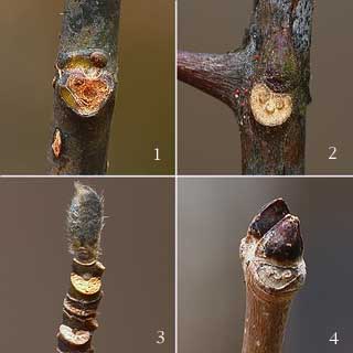 顔に見える冬芽（２）