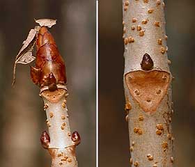 トチノキの冬芽