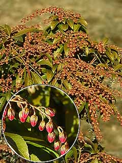 アセビのつぼみ