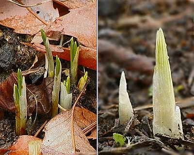 クロッカスとアイリス