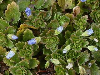 閉じてしまったオオイヌノフグリ