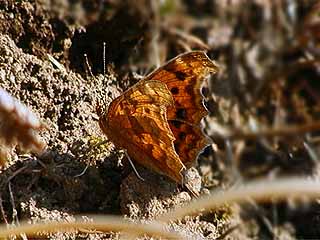 今年はじめてのキタテハ
