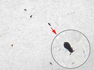 雪の上のトビムシ