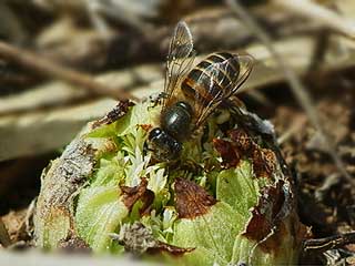 フキノトウに来たミツバチ