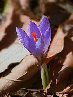 クロッカス