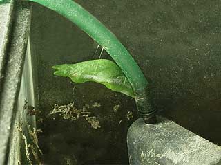 アトリエのクロアゲハの蛹