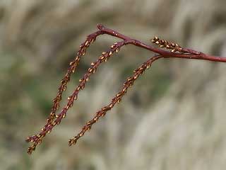 キブシのつぼみ