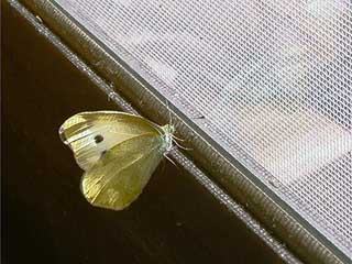 アトリエのモンシロチョウ