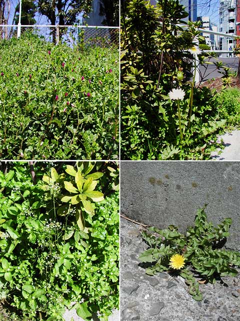 千代田区で見つけた春