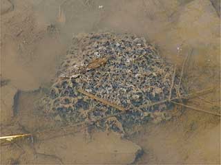 アカガエルの卵