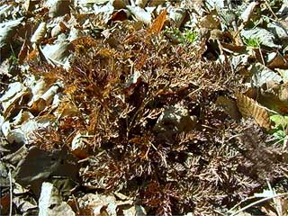 ムラサキケマンの葉