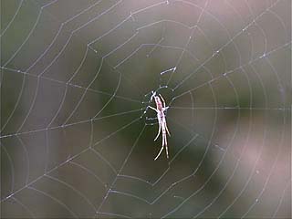 アシナガグモの一種