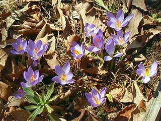 アトリエのクロッカス