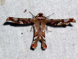 オカモトトゲエダシャク