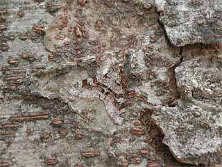 フユエダシャクの一種