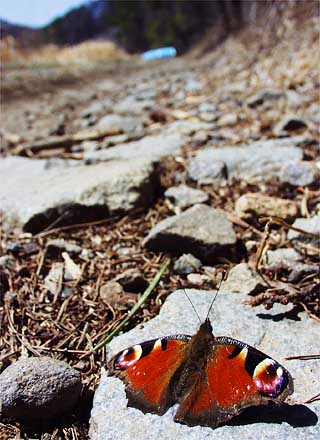 クジャクチョウ