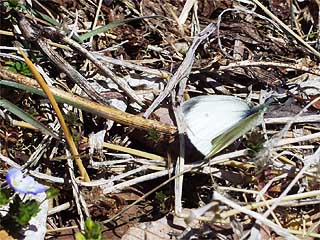 モンシロチョウ