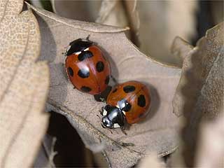 ナナホシテントウ