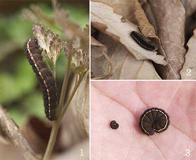 ウスバシロチョウの幼虫