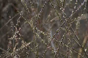 コリヤナギの花芽