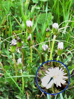 寒い日のシロバナタンポポ