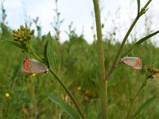 ベニシジミの睡眠