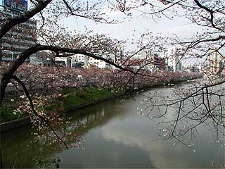 新見附橋のサクラ