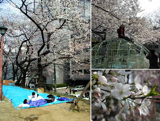 外濠公園のサクラ