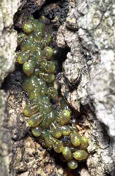 クヌギカメムシの孵化