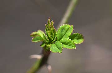 ノイバラの芽吹き