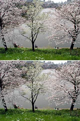 新見附橋のサクラは満開
