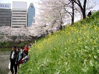 新見附橋のナノハナ