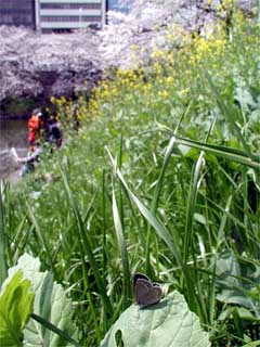 新見附橋のヤマトシジミ