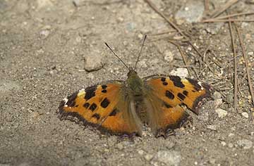 ヒオドシチョウ
