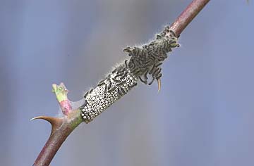 オビカレハの孵化