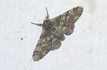 トビモンオオエダシャク