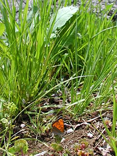 外濠のベニシジミ