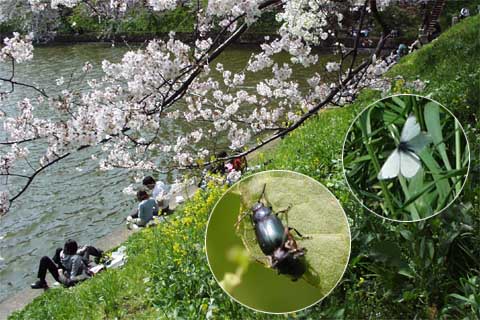 外濠のモンシロチョウ