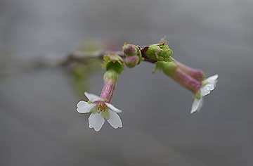チョウジザクラ