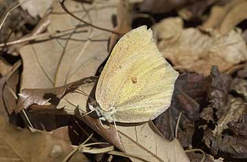 スジボソヤマキチョウ