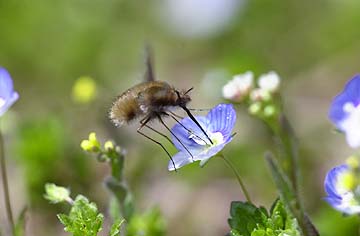 ビロードツリアブ