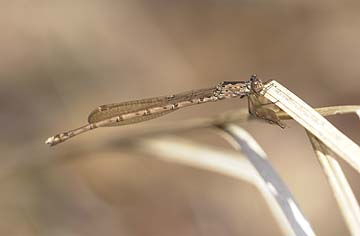 ホソミオツネントンボ